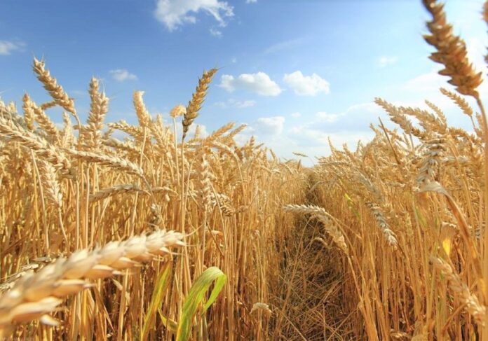 Syngenta-zbyrayetsya-zapustyty-v-komertsijnyj-prodazh-gibrydy-pshenytsi-koly-tse-stanetsya