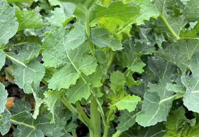 Agrometeorology-povidomyly-yak-kvitneva-pogoda-vplynula-na-stan-ozymyh