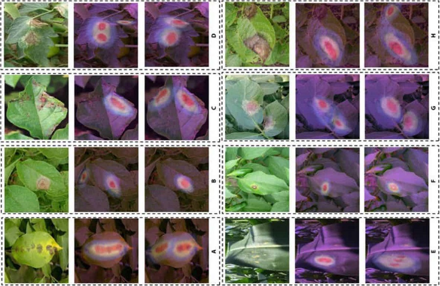 Naukovtsi-rozrobyly-nejronnu-merezhu-dlya-tochnoyi-diagnostyky-hvorob-roslyn Naukovtsi-rozrobyly-nejronnu-merezhu-dlya-tochnoyi-diagnostyky-hvorob-roslyn