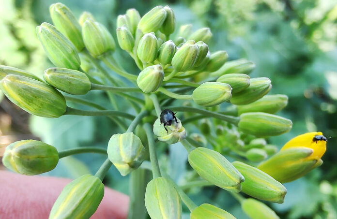 Nufarm