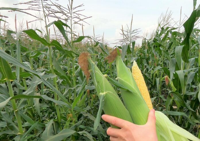 Pokaznyk-EBITDA-po-kukurudzi-ye-najnyzhchym-za-ostanni-5-rokiv-doslidzhennya-Agrohub
