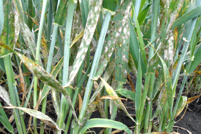 Wheat powdery mildew