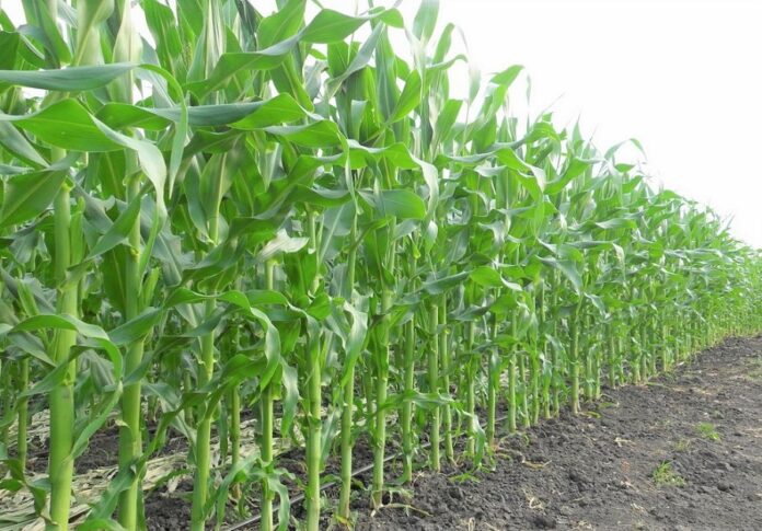Amerykanskyj-agronom-nadav-rekomendatsiyi-fermeram-yaki-vyroshhuyut-kukurudzu