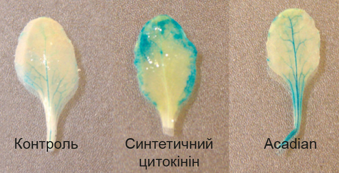 Fiziologichni-osnovy-efektyvnosti-ekstraktiv-morskyh-vodorostej_Rys-1 Fiziologichni-osnovy-efektyvnosti-ekstraktiv-morskyh-vodorostej_Rys-1
