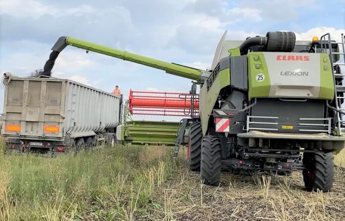 U-TAS-Agro-zibraly-ozymyj-ripak-z-vysokoyu-urozhajnistyu