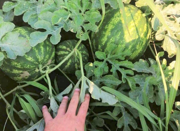 U-kompaniyi-Kernel-vyrostyly-kavuny