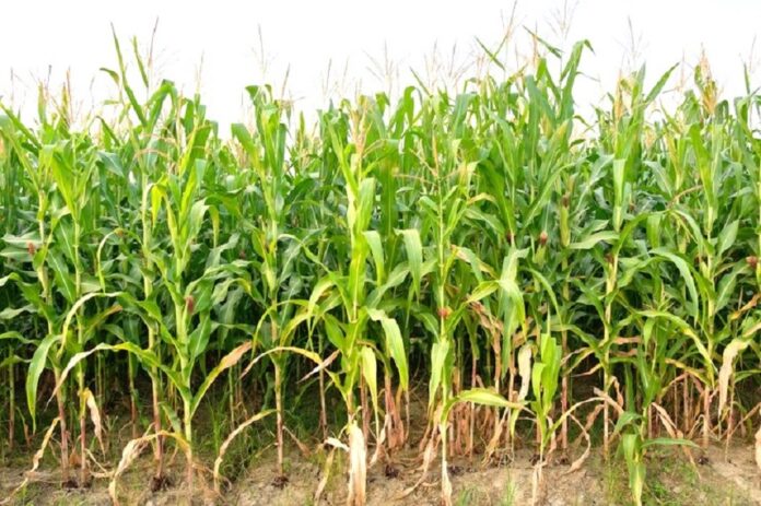 Kukurudza-paporot-mozhe-staty-nastupnoyu-roslynoyu-GMO