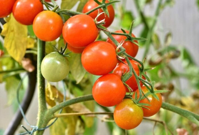 V-Ukrayini-strimko-zrostayut-popyt-ta-tsiny-na-tomaty