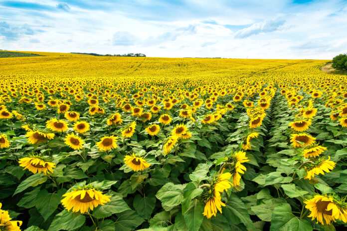 Field of sunflowers lines