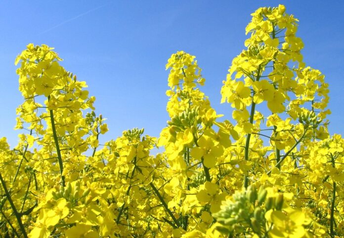 У Канаді вчені запускають до польових випробувань ріпак з геном кукурудзи