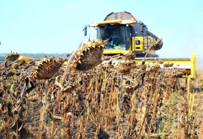 Завершується збір соняшника як реагують закупівельні ціни