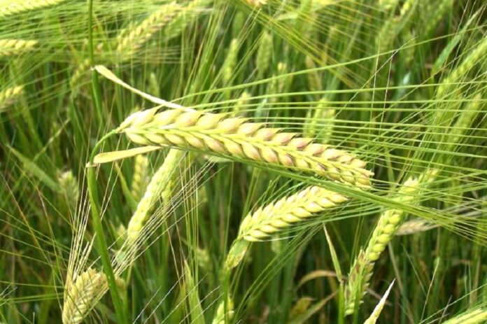 Аграрії більше сіятимуть пивоварного ячменю: які культури будуть у тренді у 2024 році