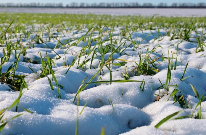 winter wheat