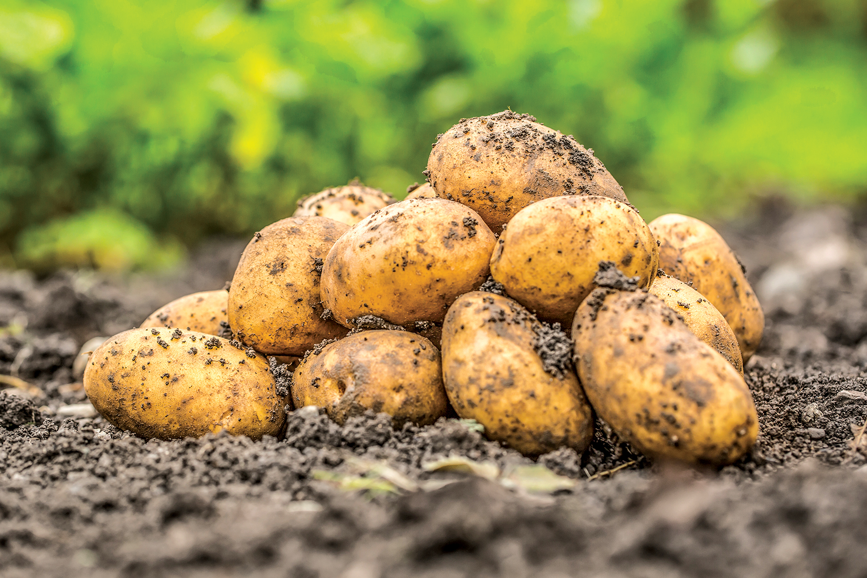 A pile of fresh potatoes which are free lying on the soil. A pile of fresh potatoes which are free lying on the soil.