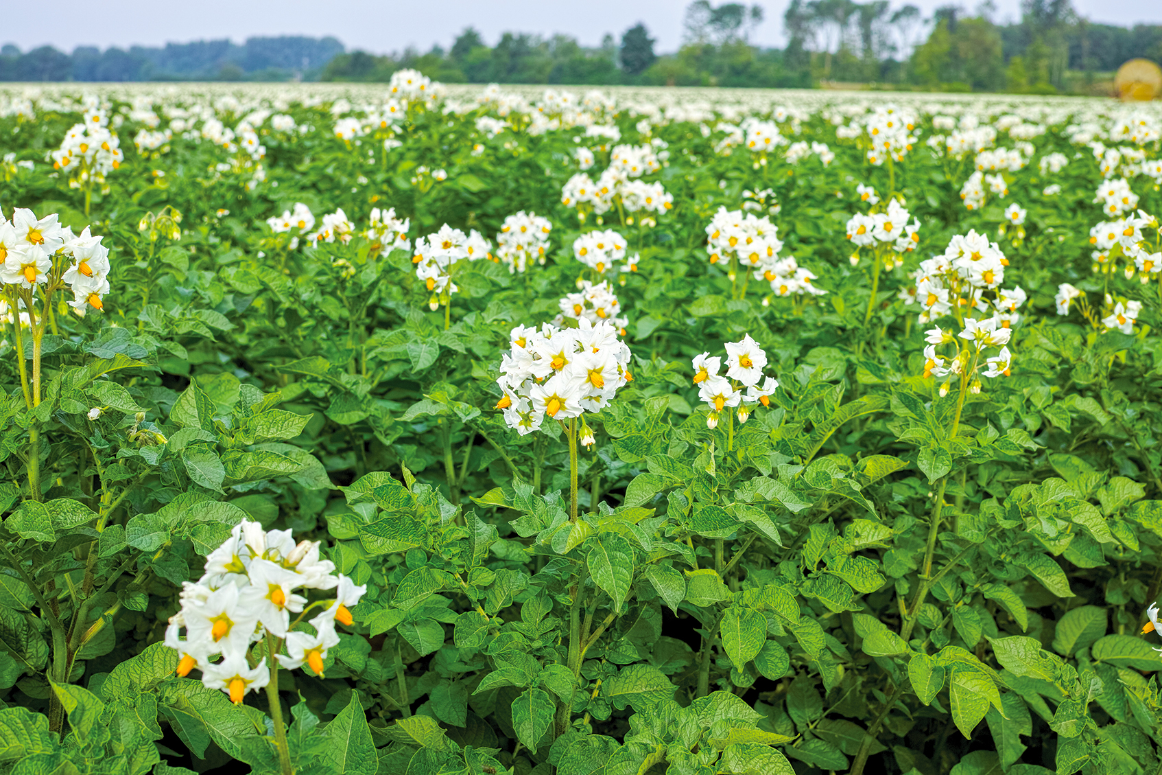 Blossoming of potato fields, potatoes plants with white flowers Blossoming of potato fields, potatoes plants with white flowers