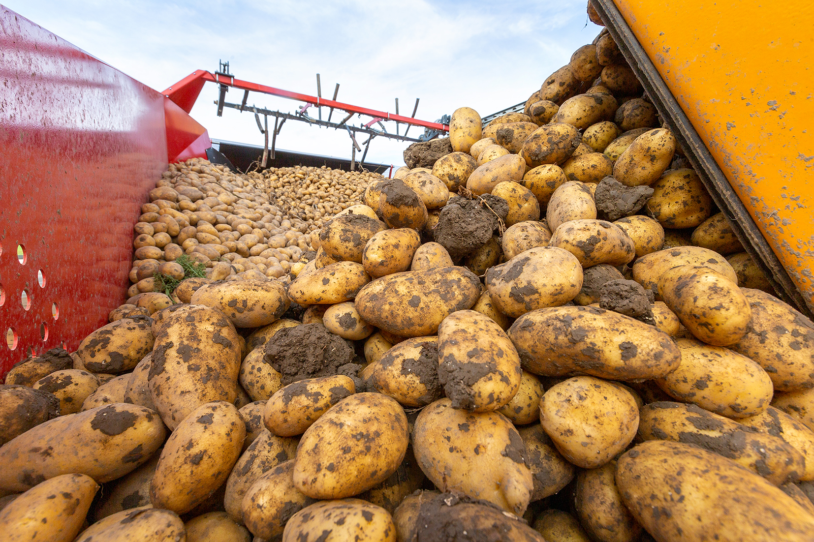Potatoes in loading truck just harvested Potatoes in loading truck just harvested