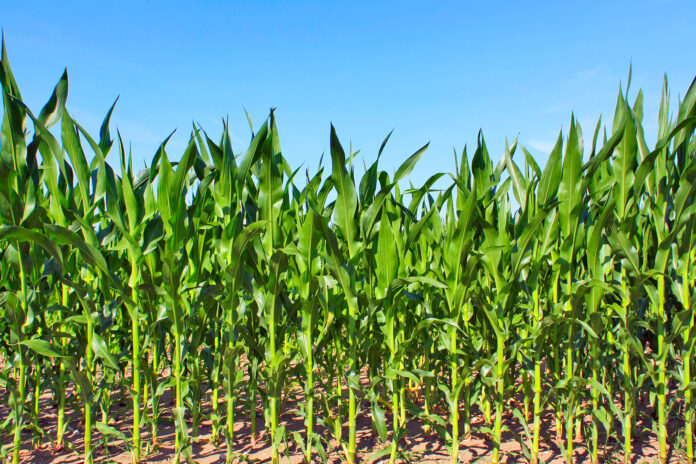 green maize field