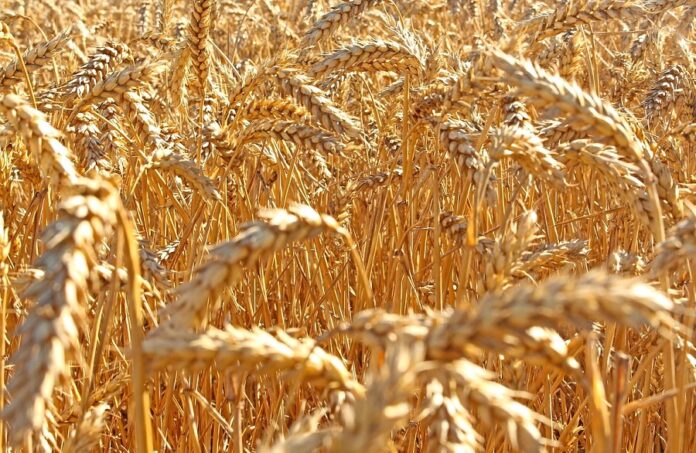 Українські аграрії продовжують тримати продовольчу пшеницю