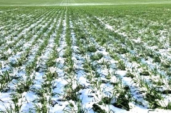 Як вплинули погодні умови другої декади січня на стан озимини