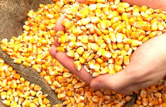 Через низькі ціни аграрії відкладають реалізацію кукурудзи на наступний сезон