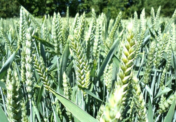 Corteva Agriscience представила результати дослідження ефективності відомого біопрепарату