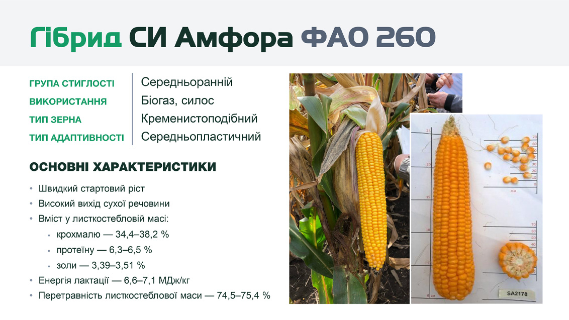 __26490_Ampfora_1132_x_637_IKO_24_1 __26490_Ampfora_1132_x_637_IKO_24_1