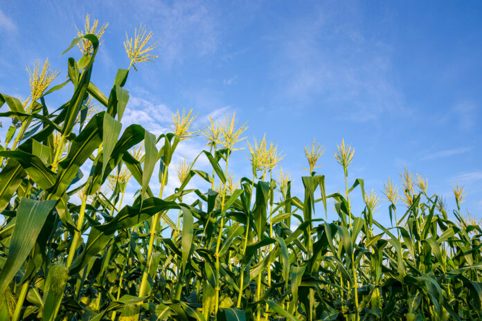 corn fields with blue sky