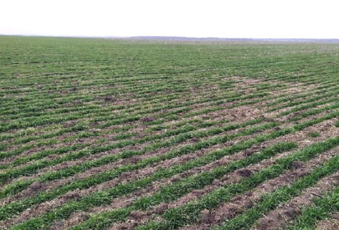 В Україні у слабкому стані знаходяться 300 тисяч га посівів озимих культур