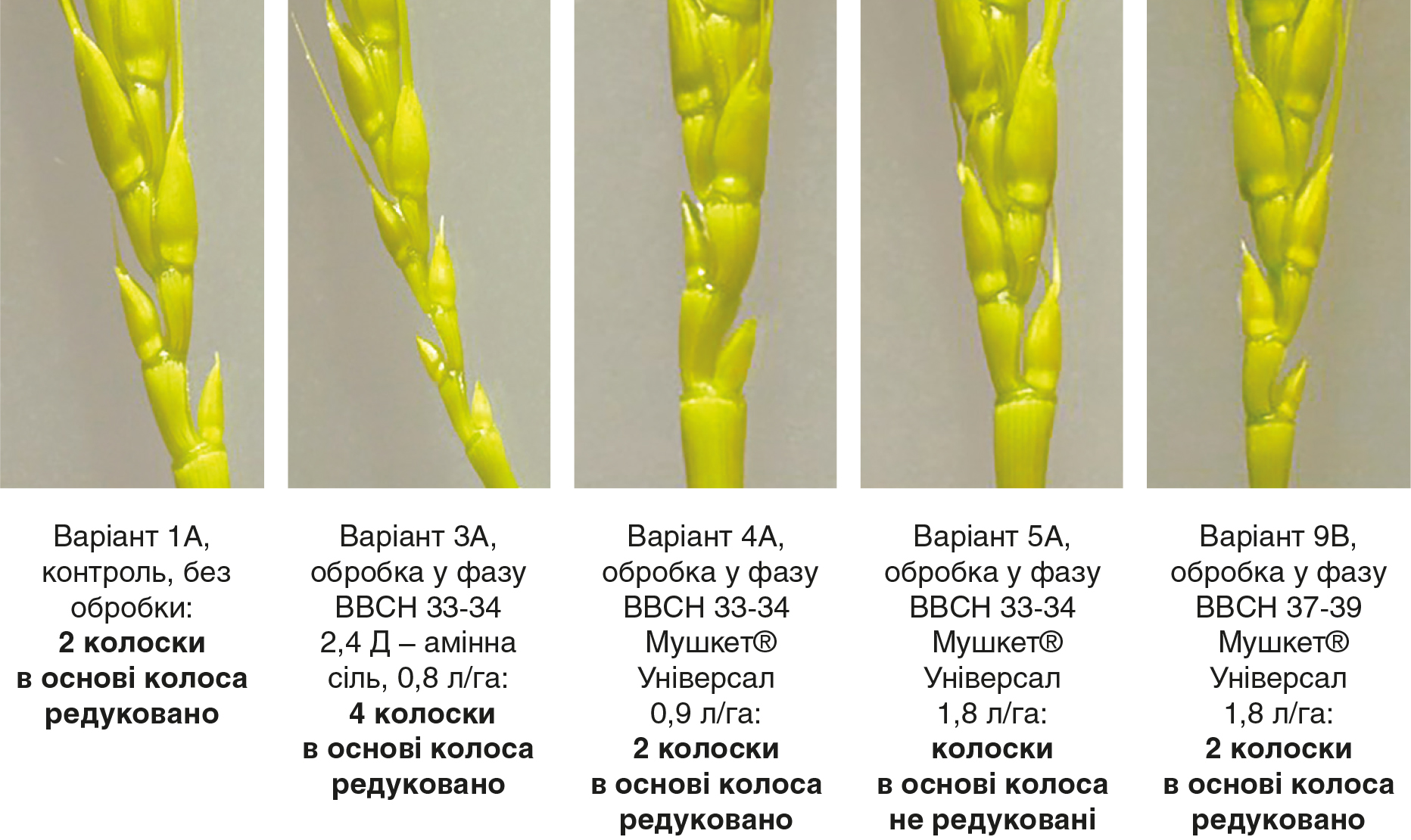 Вплив синтетичних ауксинів на формування генеративних органів зернових культур рис 5 Вплив синтетичних ауксинів на формування генеративних органів зернових культур рис 5