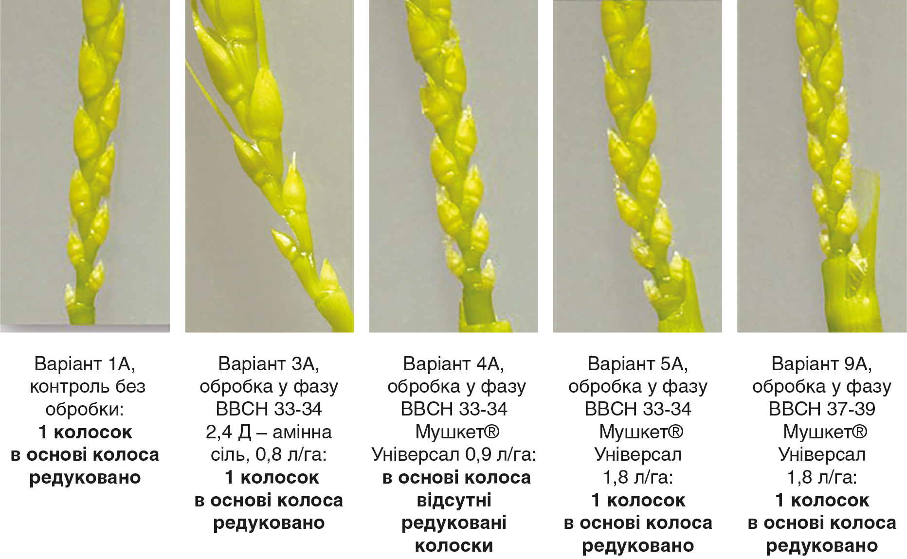 Вплив синтетичних ауксинів на формування генеративних органів зернових культур рис 6 Вплив синтетичних ауксинів на формування генеративних органів зернових культур рис 6