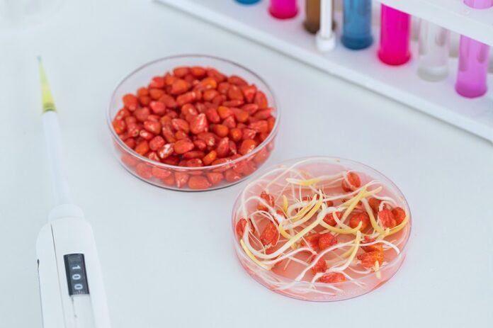 Herbicide-treated,Corn,Seeds,In,A,Petri,Dish,Are,And,Sprouted