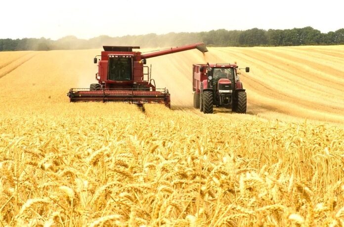 Який у 2024 році буде урожай зернових та олійних культур, - прогноз