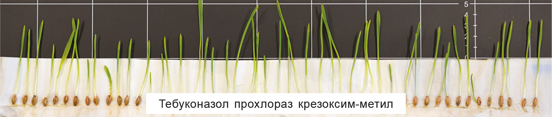 Захист ячменю_що актуально в умовах 2024 року-рис 2