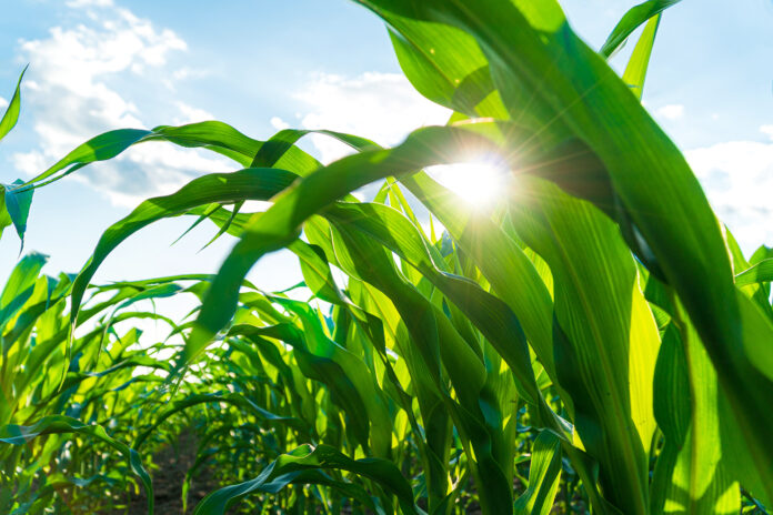 Corn fields in detail. Green corn leaves. Beautiful growing plant background. Soft focus