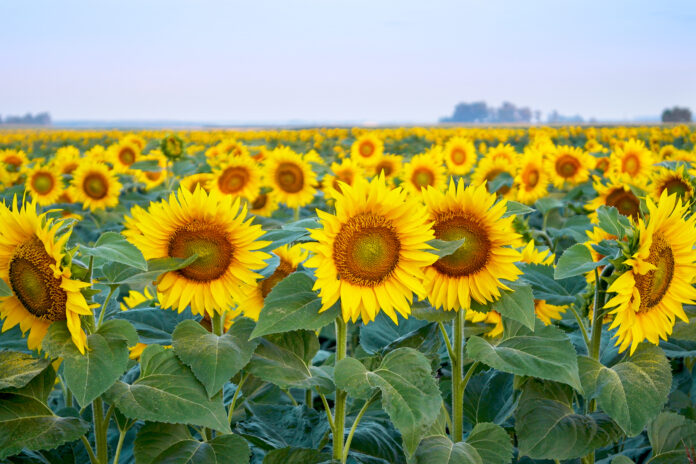 A beautiful sunflower field