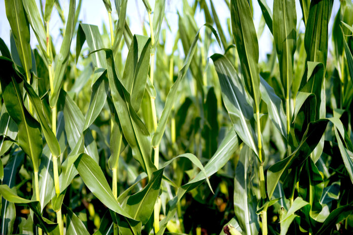 Closeup shot of a cornfield with green leaves and a blurred background