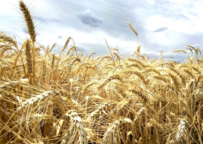 ТАС Агро планує збільшити земельний банк і створити власний флот