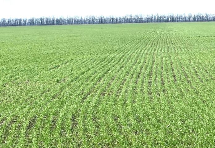 У НААН обстежили посіви озимих зернових різних строків сівби