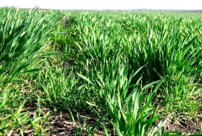 У НААН визначили стан та фазу рослин у посівах зернових культур