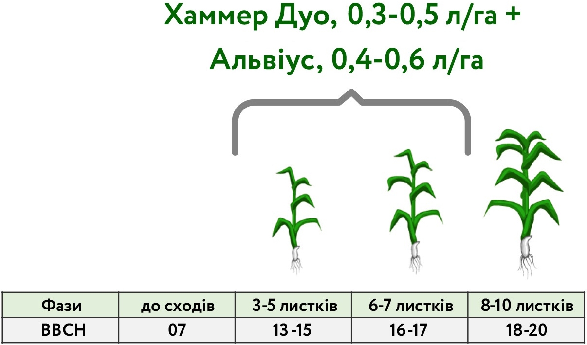 фази КУКУРУЗА_2024 фази КУКУРУЗА_2024