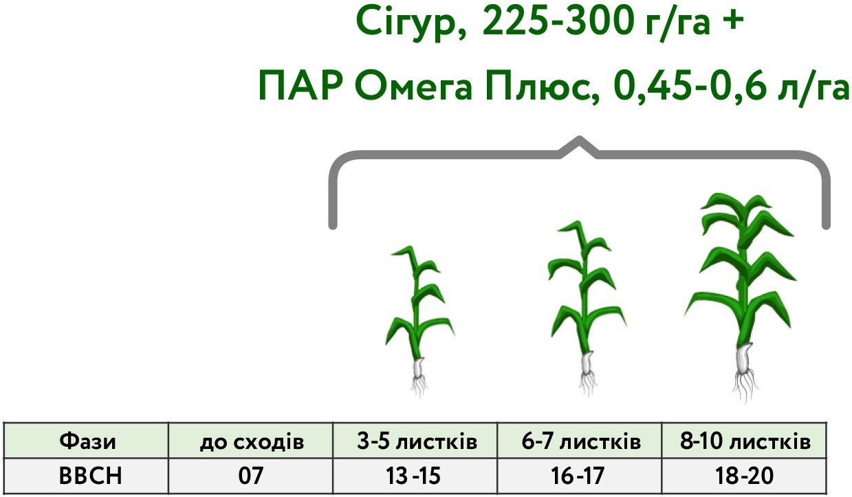 фази КУКУРУЗА_2024 фази КУКУРУЗА_2024