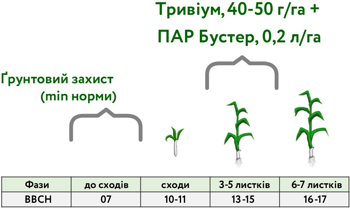 фази КУКУРУЗА_2024 фази КУКУРУЗА_2024