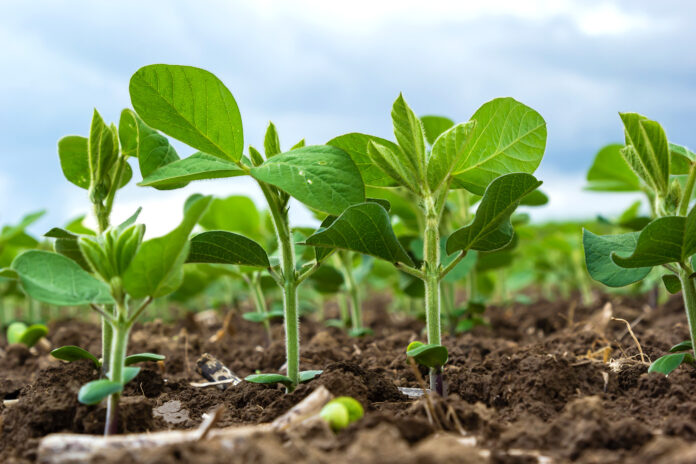 Fresh green soy plants on the field in spring. Rows of young soybean plants