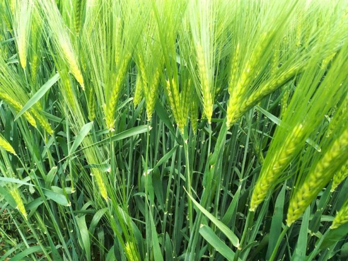 Науковці визначили запаси продуктивної вологи під озимими і ярими культурами