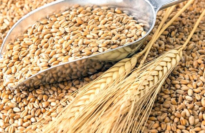 Продовжують зростати закупівельні ціни на українську пшеницю