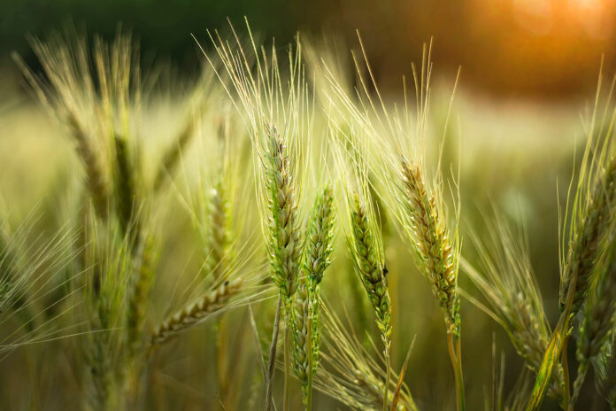 Selective focus shot of some wheat in a field