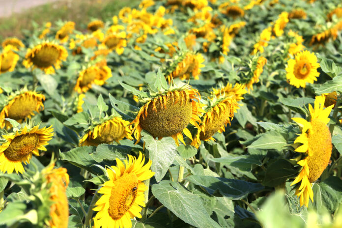 Yellow sunflower in a field on a green background