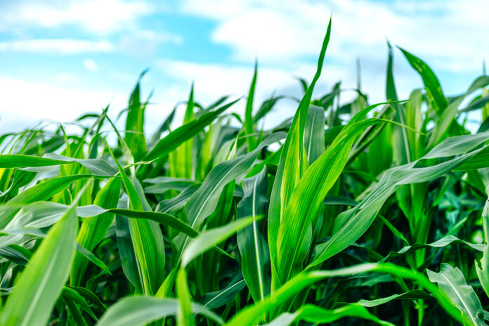 Young green corn plants on farmland. Farm corn and agriculture c