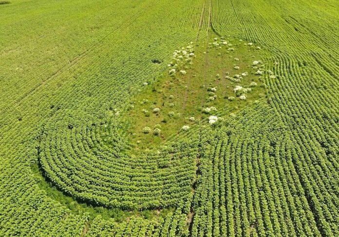 Corteva Agriscience запустила в Україні пілотний проєкт моніторингу полів для фермерів (2)