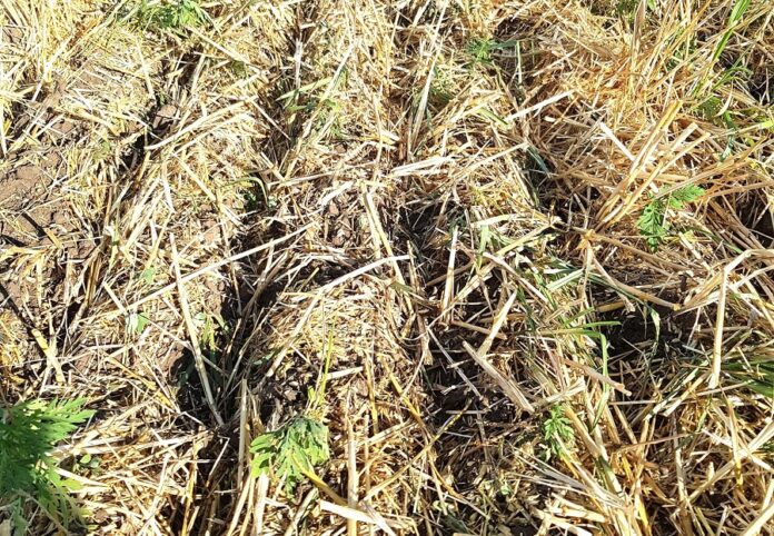 На Дніпропетровщині пожнивно сіють амарант